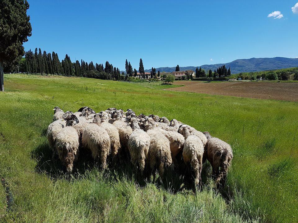 Vakantieboerderij Fattoria Rozzalupi Cerreto Guidi