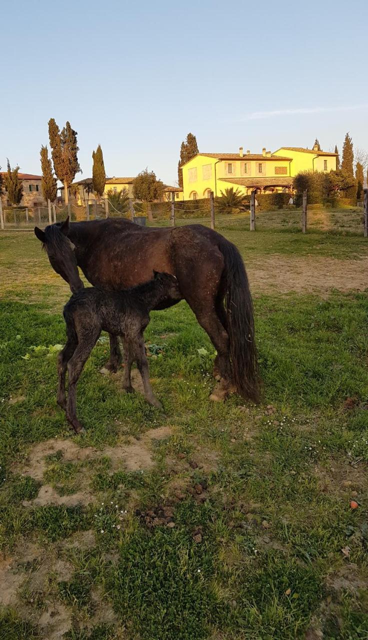 Fattoria Rozzalupi Cerreto Guidi